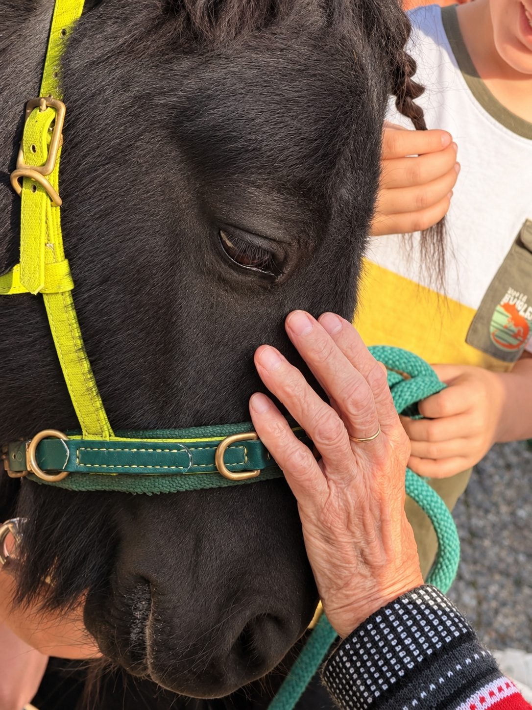 Besuch vom Pony